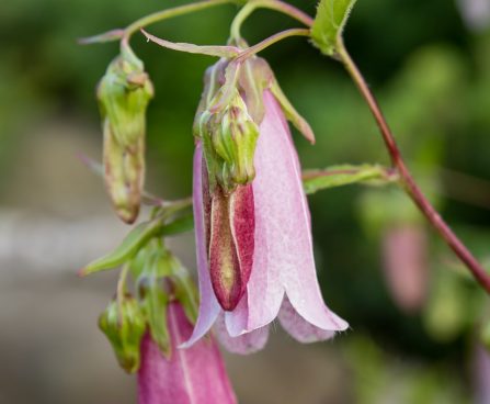 1392_8829_Campanula_punctata_Winen_Rubies.JPG