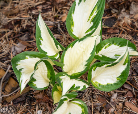 Hosta `Amazone` (3)