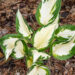 Hosta `Amazone` (3)