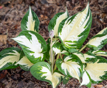 Hosta `Paul Revere` (1)