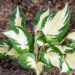 Hosta `Paul Revere` (1)