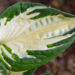 Hosta `Paul Revere` (2)