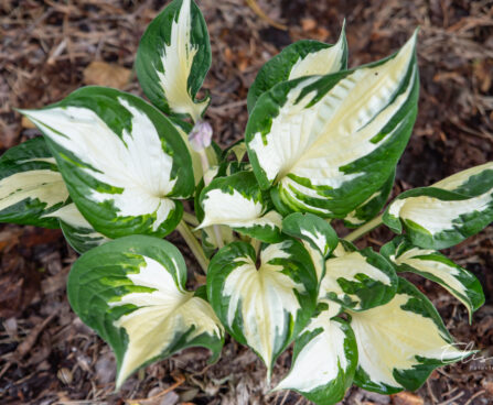 Hosta `Paul Revere` (3)