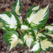Hosta `Paul Revere` (3)
