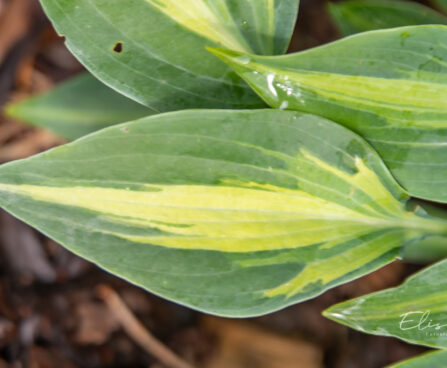Hosta `Stand by Me`