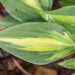 Hosta `Stand by Me`