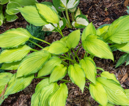 Hosta `Lady Guinevere` (1)