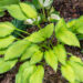 Hosta `Lady Guinevere` (1)