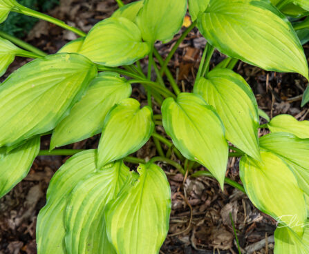 Hosta `Lady Guinevere` (2)