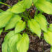 Hosta `Lady Guinevere` (2)