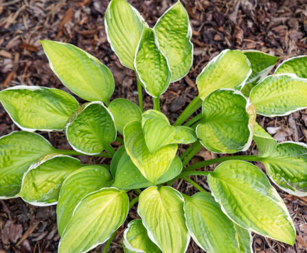 Hosta `Captain`s Adventure`