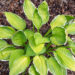 Hosta `Captain`s Adventure`