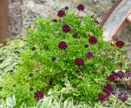 Scabiosa columbaria `Barroca` tui-tähtpea (1)