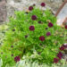Scabiosa columbaria `Barroca` tui-tähtpea (1)