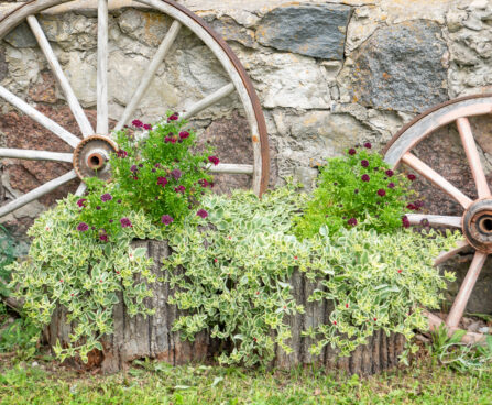 Scabiosa columbaria `Barroca` tui-tähtpea (2) tehtud tööd Elise Aed
