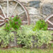 Scabiosa columbaria `Barroca` tui-tähtpea (2) tehtud tööd Elise Aed