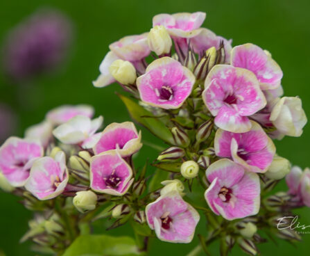 Phlox paniculata `Orchid Yellow`