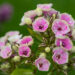 Phlox paniculata `Orchid Yellow`