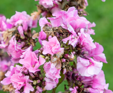 Phlox paniculata `Zenobia` aed-leeklill (1)