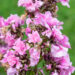 Phlox paniculata `Zenobia` aed-leeklill (1)