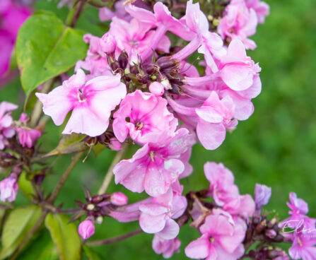 Phlox paniculata `Zenobia` aed-leeklill (2)