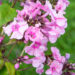 Phlox paniculata `Zenobia` aed-leeklill (2)