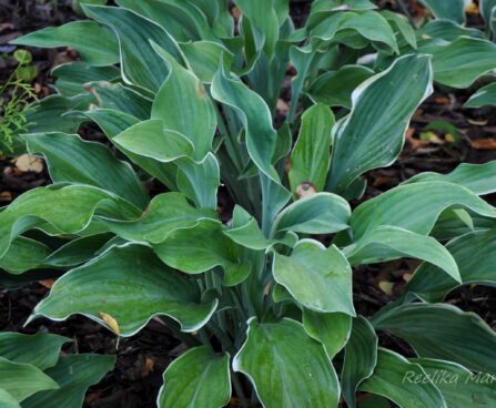 1413_4305_Hosta_Regal_Splendor_.jpg