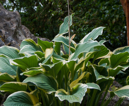 1413_5528_Hosta_Regal_Slendor.jpg