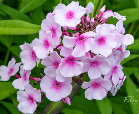 Phlox paniculata `Europa` aed-leeklill (1)