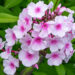 Phlox paniculata `Europa` aed-leeklill (1)