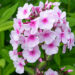 Phlox paniculata `Europa` aed-leeklill (2)