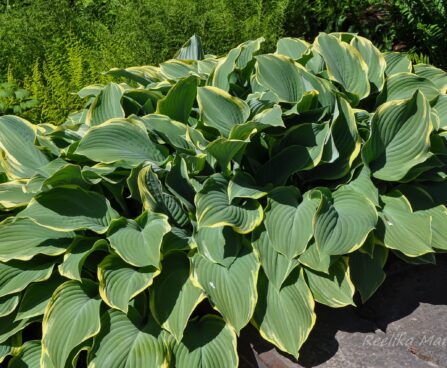 1413_7704_Hosta_Regal_Splendor__2.JPG