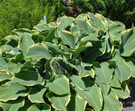 1413_7705_Hosta_Regal_Splendor_.JPG