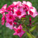 Phlox paniculata `Red Caribbean` aed-leeklill