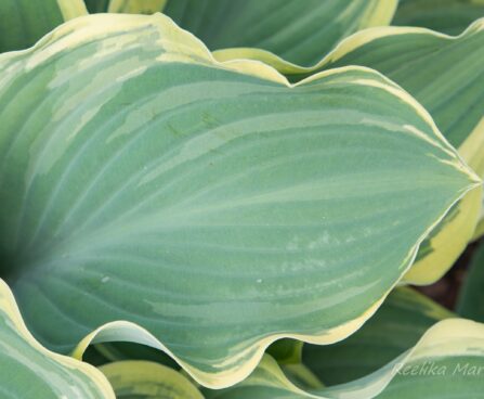 1414_8600_Hosta_Alex_Summers_.JPG