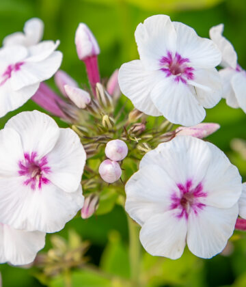 Phlox paniculata `Mike´s Favorite` aed-leeklill (1)