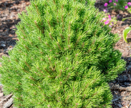 Pinus mugo `Allgäu` mägomänd
