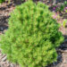 Pinus mugo `Allgäu` mägomänd