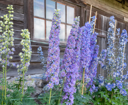 Delphinium elatum `Highlander Blueberry Pie` , tehtud tööd, Elise Aed