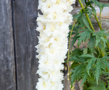 Delphinium `Sungleam` kukekannus
