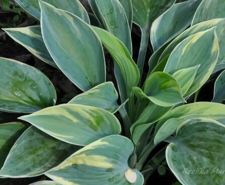 1415_4497_Hosta_Aristocrat.jpg