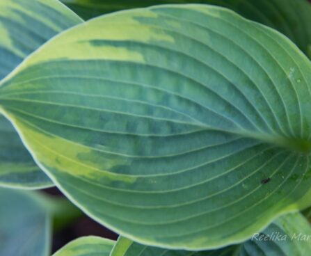 1415_8419_Hosta_Aristocrat_.JPG