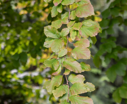 Parrotia persica raudpuu (1)