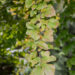 Parrotia persica raudpuu (1)