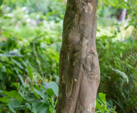 Parrotia persica raudpuu (2)