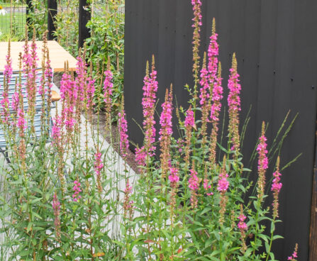 Lythrum salicaria harilik kukesaba