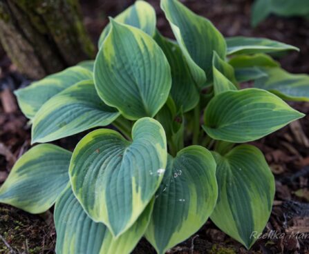 1415_8420_Hosta_Aristocrat__2.JPG