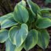 1415_8420_Hosta_Aristocrat__2.JPG