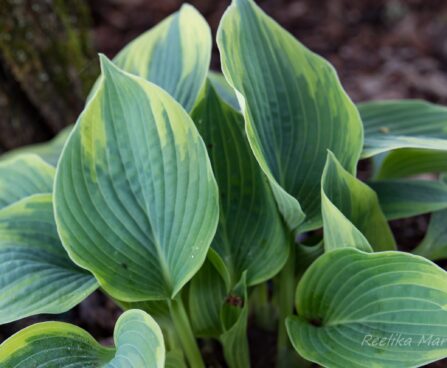 1415_8421_Hosta_Aristocrat__3.JPG