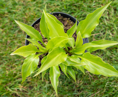 Hosta `Invincible` (2)